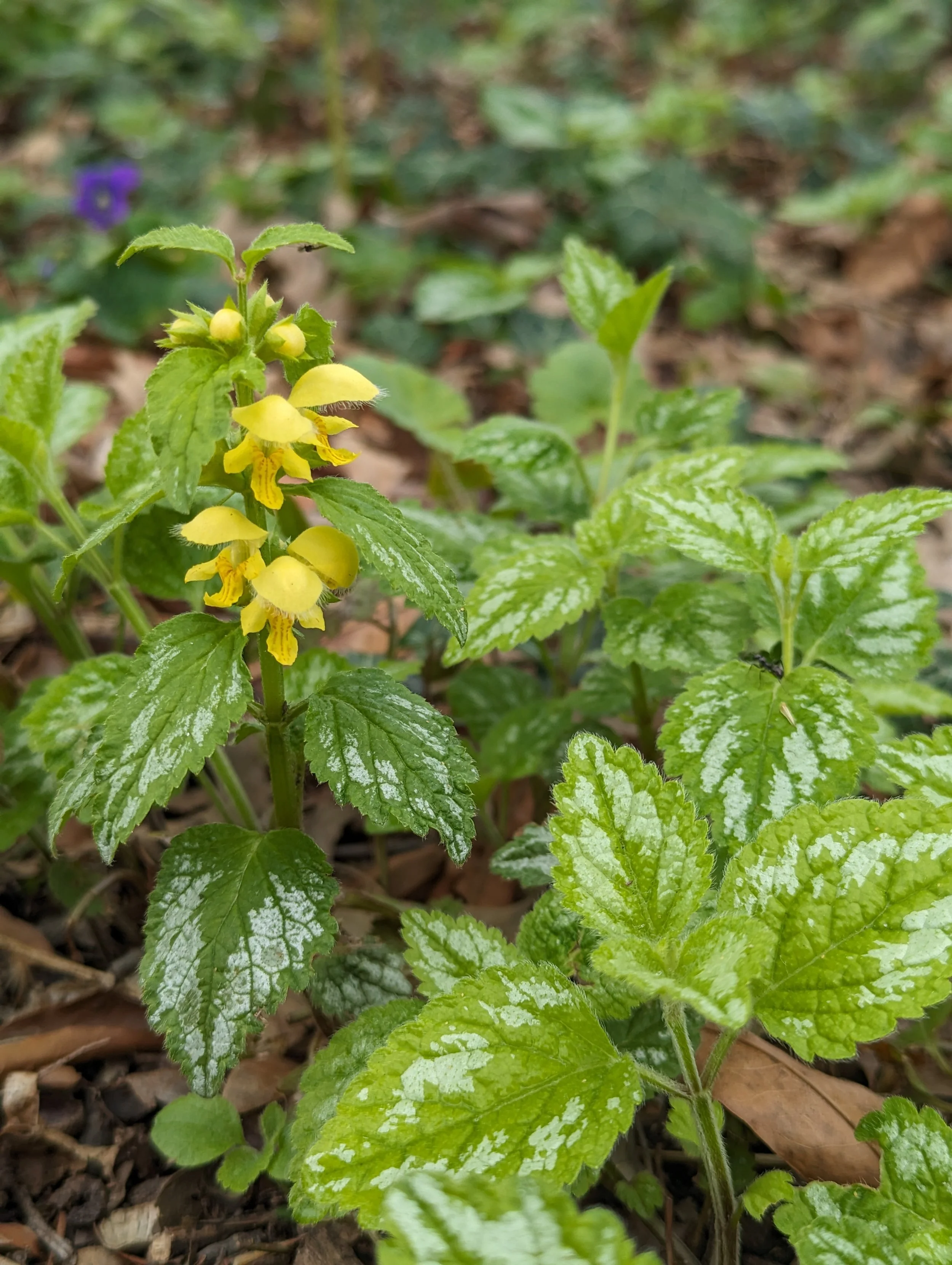Lamium galeobdolon — Civic Garden Center of Greater Cincinnati